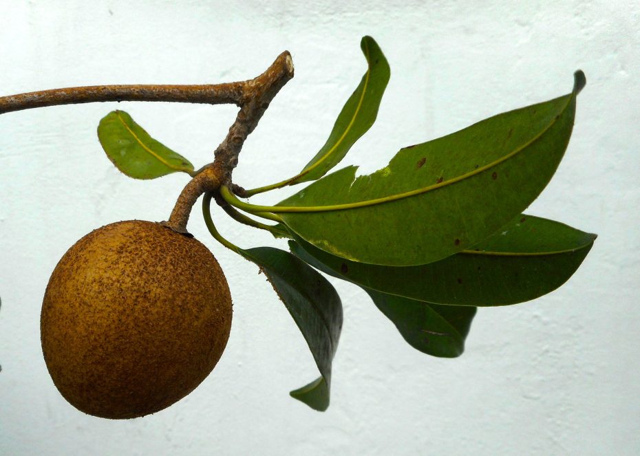 Chicozapote (Manilkara zapota)