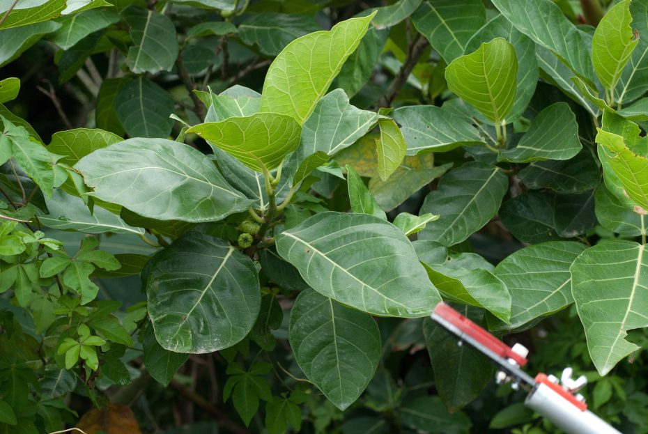 Cuidados del ficus en interior
