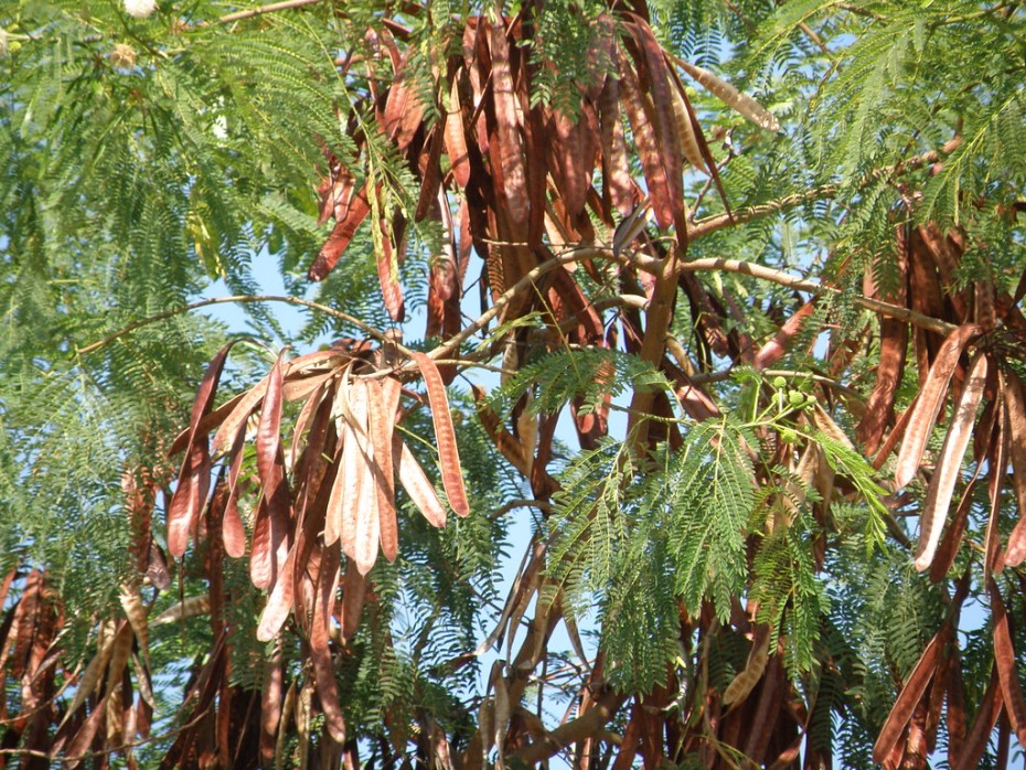 Huaje (Leucaena leucocephala), un árbol ideal para climas cálidos y secos