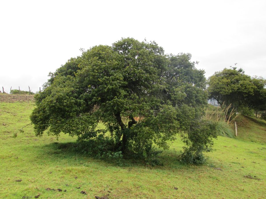 Laurel (Laurus nobilis)