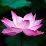 Tipos de Lotus