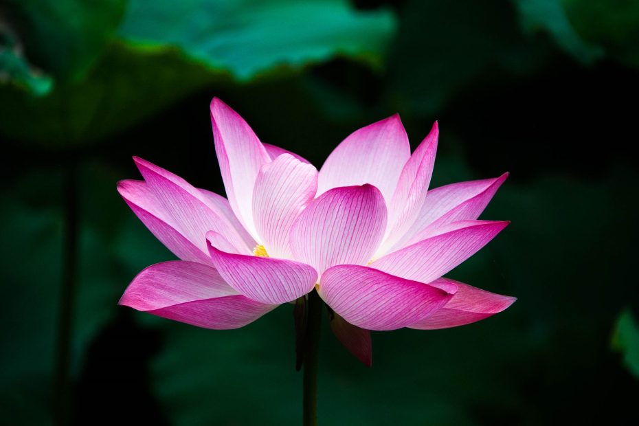 Tipos de Lotus
