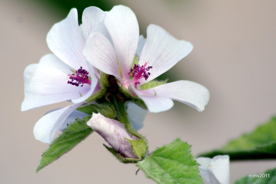 Cómo cuidar el malvavisco (Althaea officinalis) en tu jardín