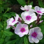 El Phlox: una planta con flores coloridas para tu jardín