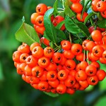 Serbal (Sorbus), un árbol frutal para tu jardín