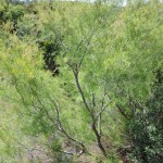 El taraje: un árbol ornamental y resistente para climas áridos