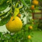 El yuzu (Citrus junos): características y cultivo en el jardín