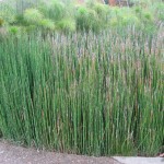 Equiseto Invierno - Beneficios y Usos de Equisetum hyemale