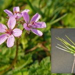 Cómo cultivar y cuidar las plantas tenedores Erodium cicutarium en tu jardín