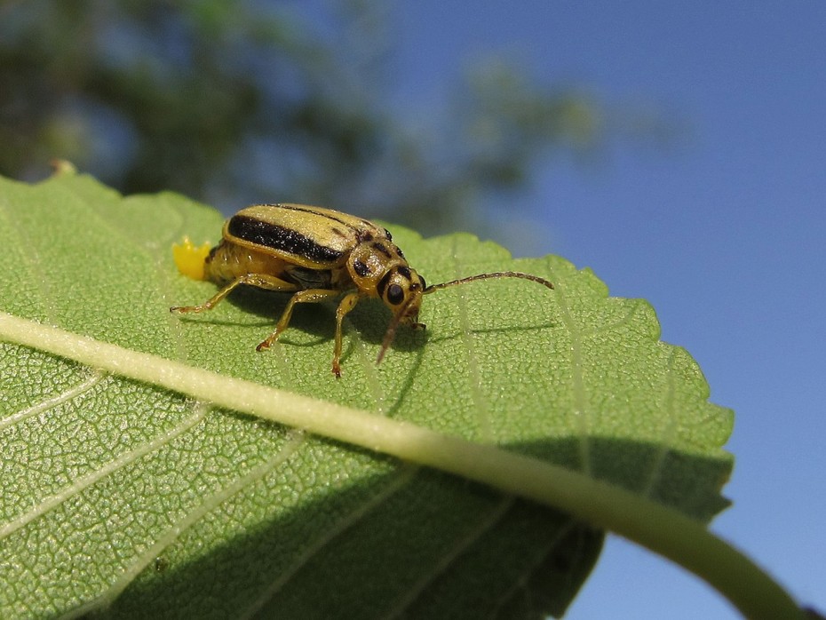 Cómo Eliminar o Prevenir el Escarabajo del Olmo