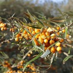 Cómo cultivar Hippophae rhamnoides (Espino Amarillo)