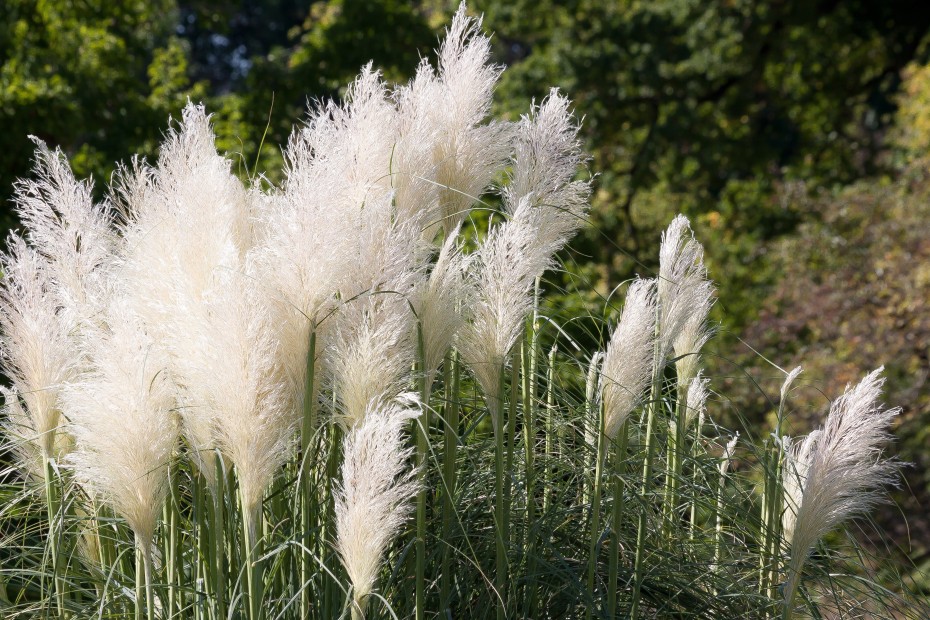 Coleonema, una planta perenne con flores perfumadas para tu jardín