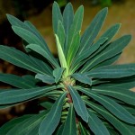 La Euphorbia characias: una planta con flores duraderas para tu jardín