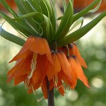 Liliaceae: características y ejemplos de especies