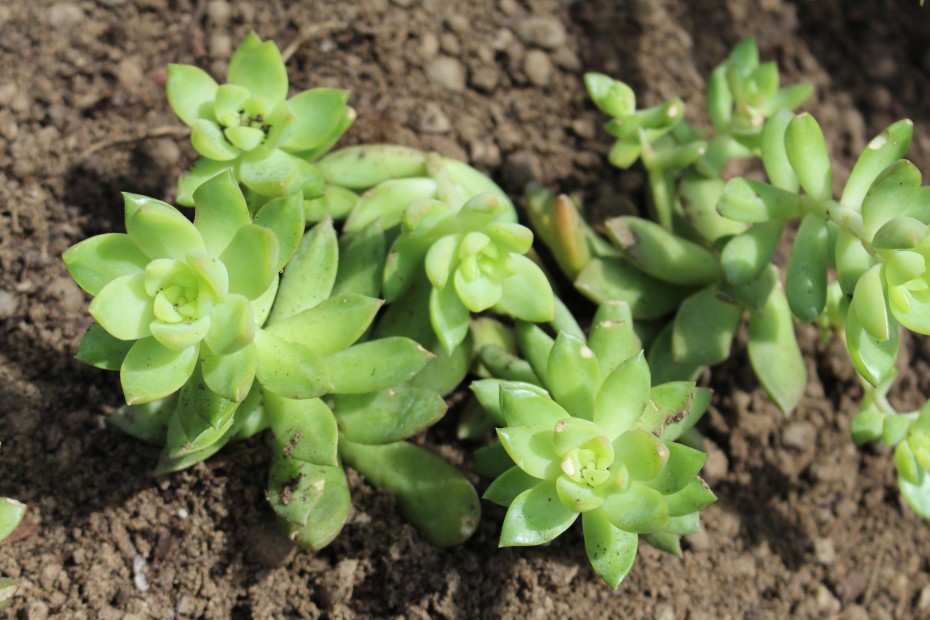 Cuáles son las familias de plantas más numerosas