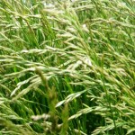Cultivo de Festuca arundinacea: Todo lo que Necesitas Saber