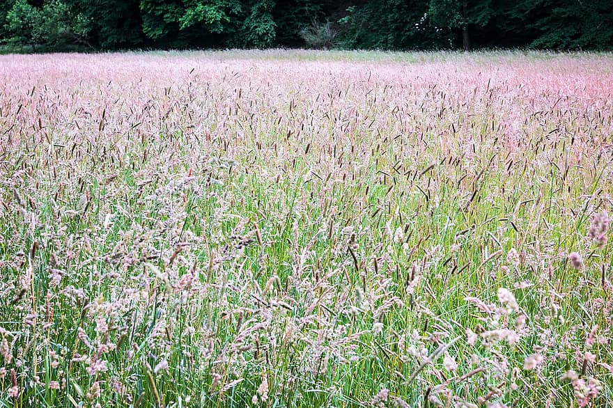 Festuca de piel de oso (Festuca gautieri)