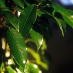 Cómo podar un Ficus benjamina