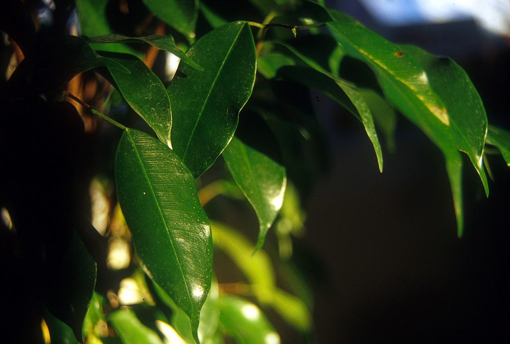 Cuidados del bonsái de Ficus benjamina