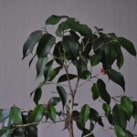 Cultivar Ficus Danielle (Ficus benjamina Danielle)