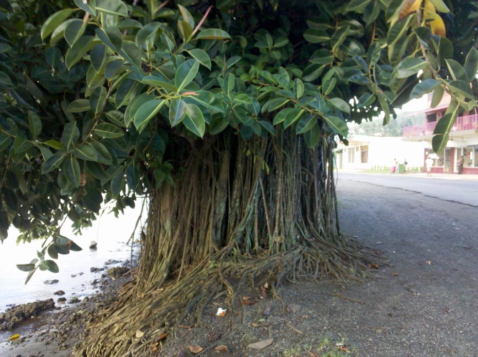 Ficus elástica: cuidados