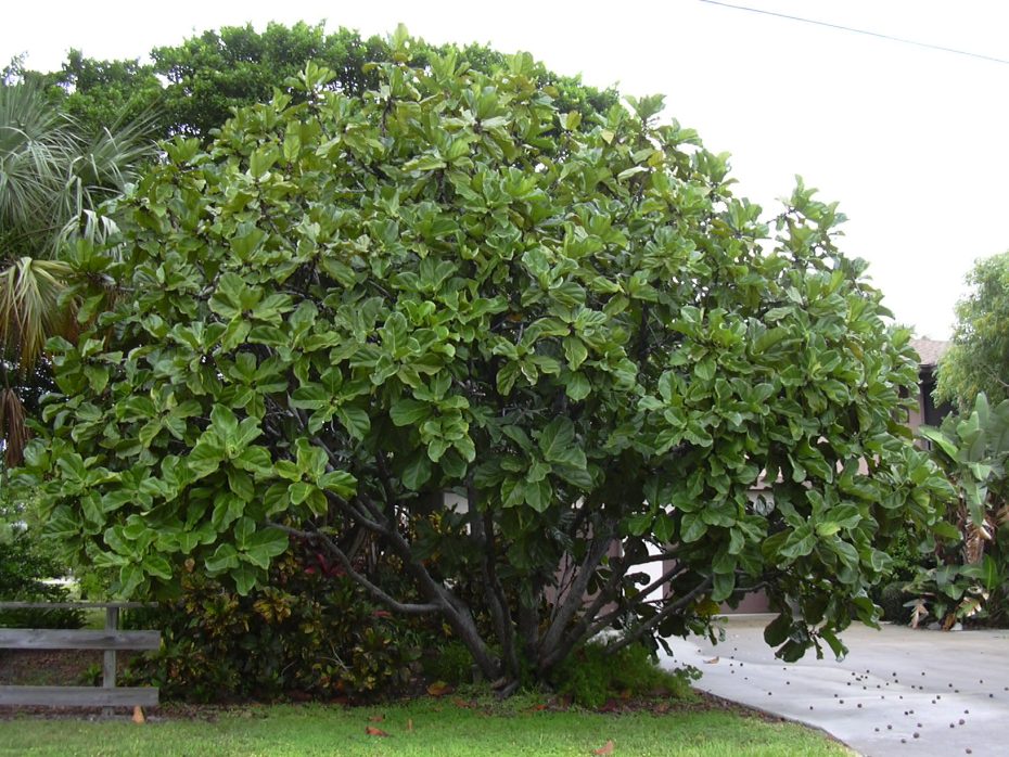 Ficus lyrata: cuidados