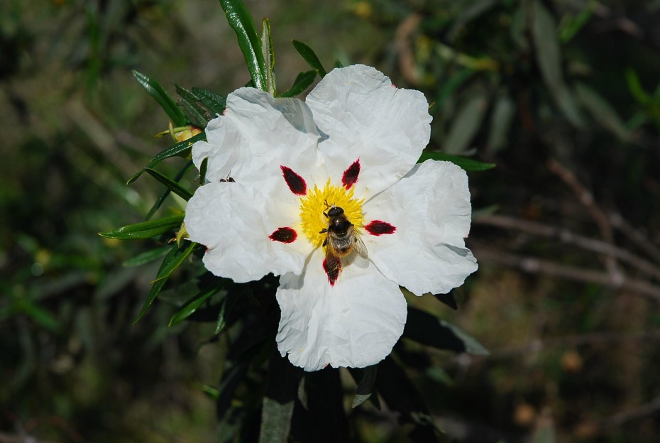 Cistus