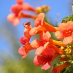 Flor de miel (Melianthus major)