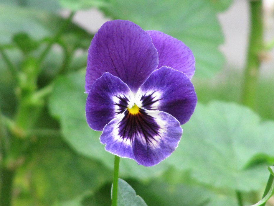 Cómo cultivar una flor de Viola