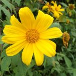 Cuál es el significado de las flores amarillas