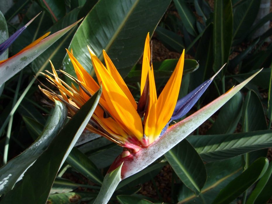 Flores exóticas