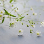 12 flores pequeñas para jardín o maceta: ideas y recomendaciones