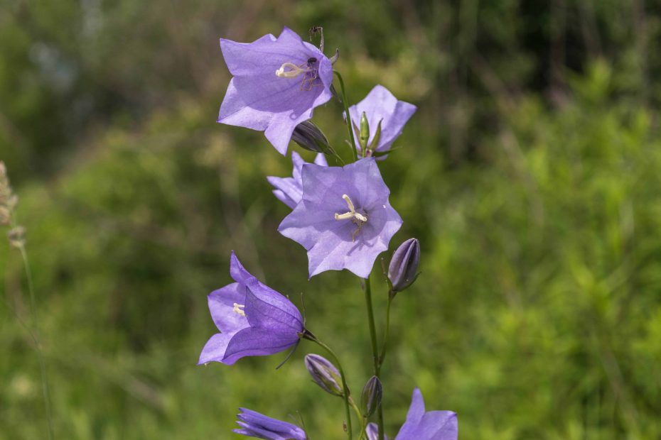 Flores silvestres