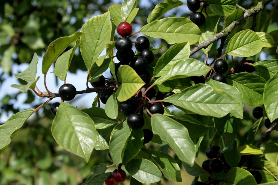 Arraclán (Frangula alnus)