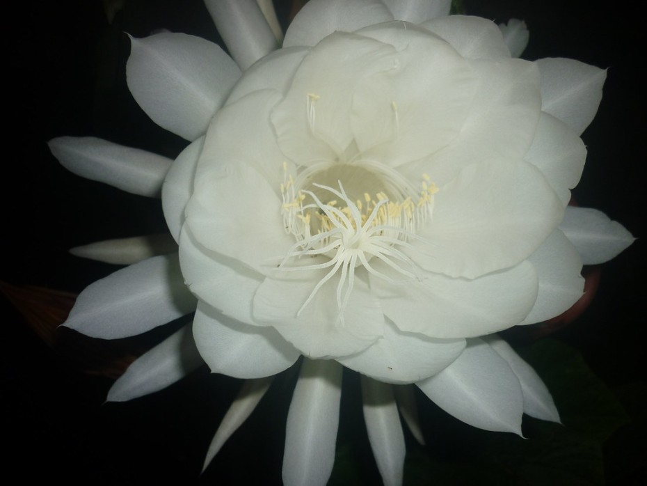 La planta Galán de noche, perfecta para cultivar en jardines o macetas