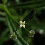 Galium aparine, una planta trepadora con flores diminutas