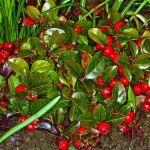 Cultivar Gaultheria procumbens para tu Jardín: Beneficios y Cuidados