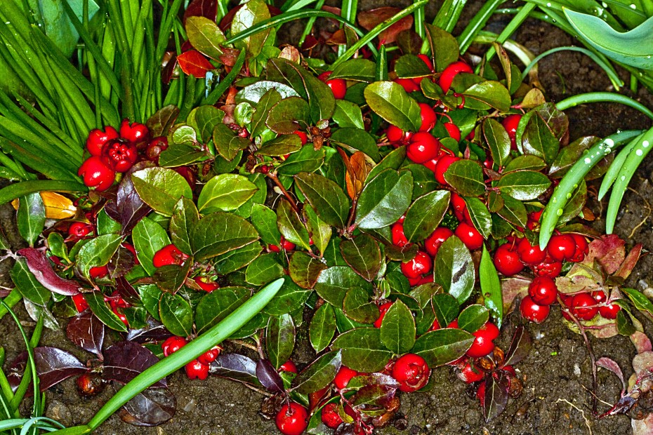 Cultivar Gaultheria procumbens para tu Jardín: Beneficios y Cuidados