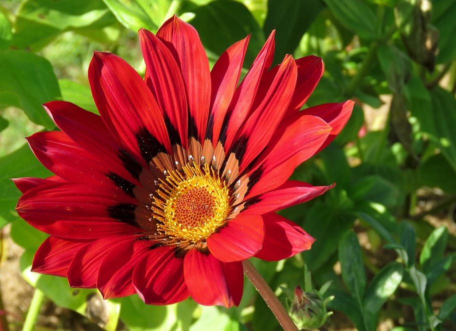 Tipos de Gazania y consejos para tenerlas sanas