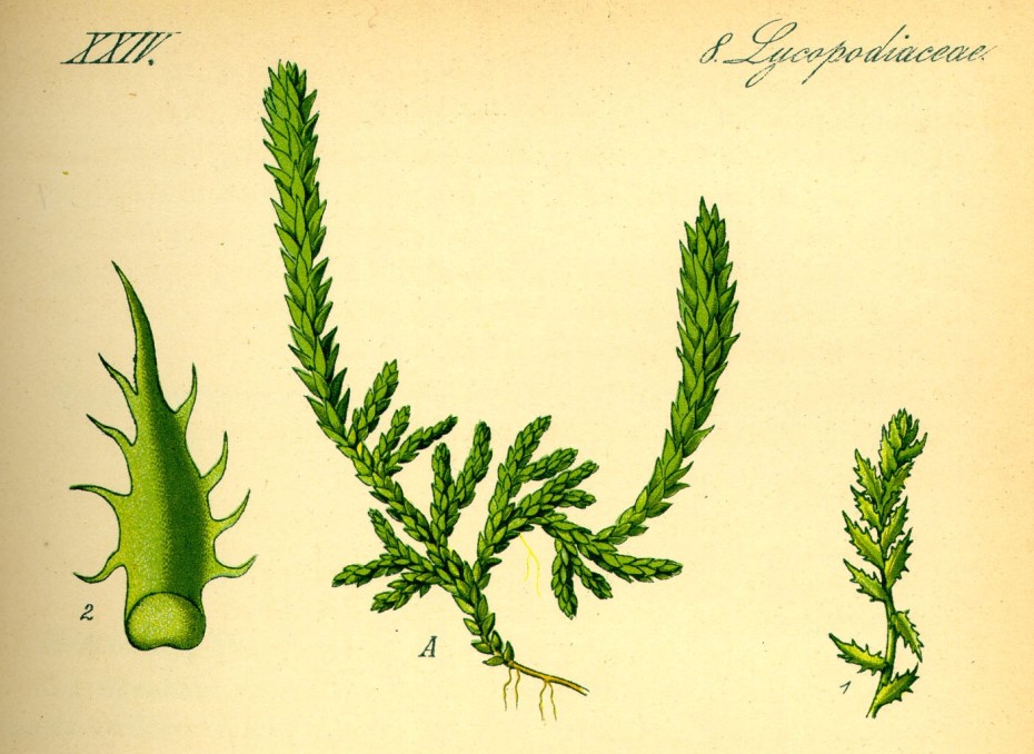 Plantas del género Selaginella: variedad y características