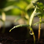 Cómo germinar semillas de Hibiscus – Guía completa