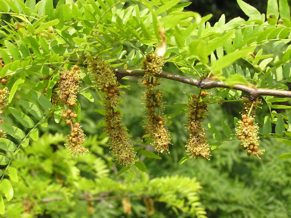 Gleditsia triacanthos - Acacia de tres espinas