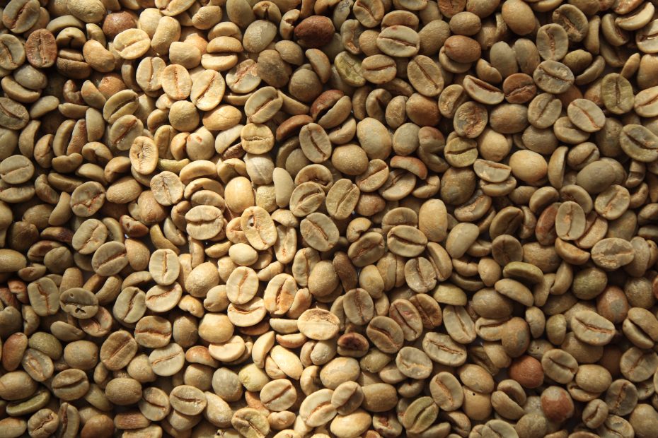 Cómo sembrar café