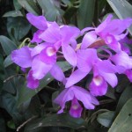 Guaria morada, una orquídea preciosa