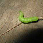 Cómo eliminar gusanos verdes en las plantas