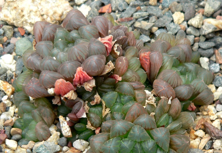 Hawortia (Haworthia cooperi)