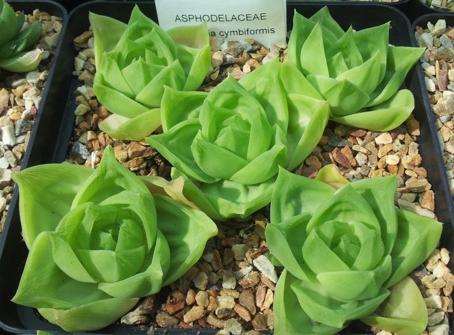 Cuidados de la Haworthia cymbiformis