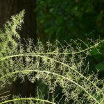Helecho esparrago (Asparagus sprengeri), una planta de sombra para tu jardín