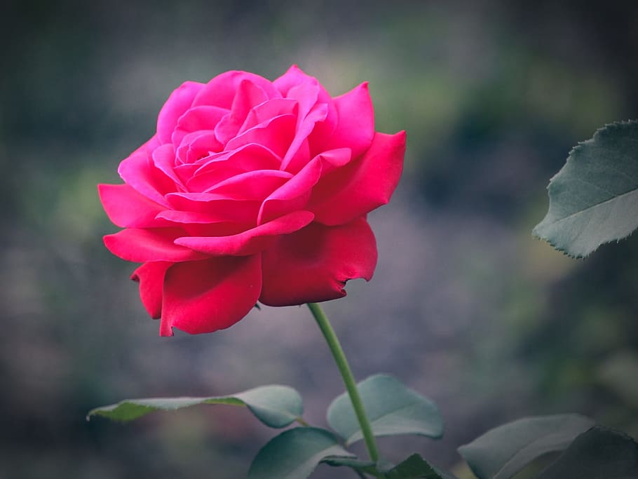 La hermosa rosa de té: características y cuidados