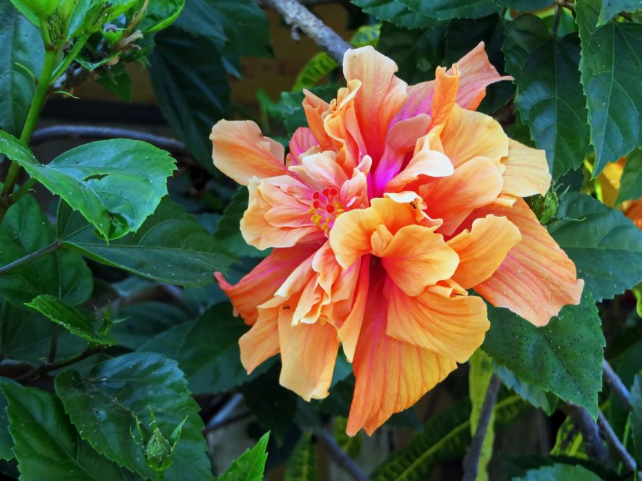Cuidados del hibisco siriaco